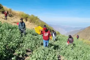 Imagen de De la Tierra a tu Mesa: El Camino de Nuestra Arveja Verde