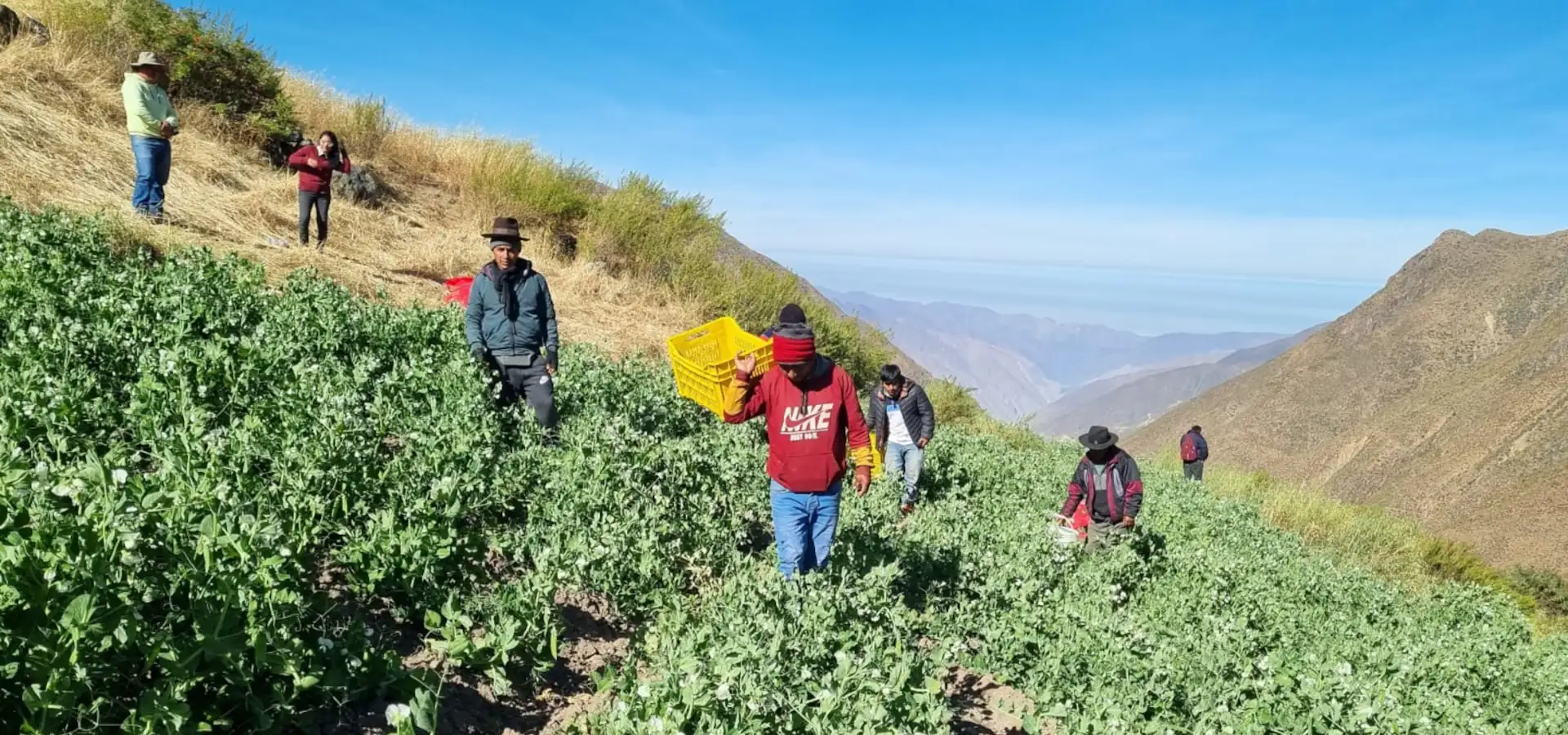 De la Tierra a tu Mesa: El Camino de Nuestra Arveja Verde