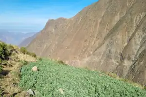 Imagen de Quisquicha: Siembra Futuro en los Andes