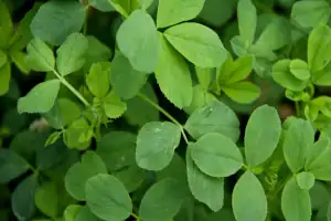 Alfalfa fresca recién cortada