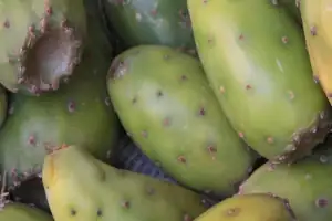 Tunas verdes y rojas recién cosechadas