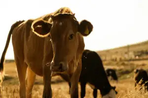 Ganado vacuno andino en pastura